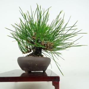 盆栽 松 黒松 樹高 上下 約24cm くろま...の詳細画像1