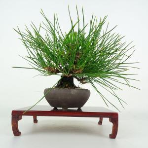 盆栽 松 黒松 樹高 上下 約24cm くろま...の詳細画像2