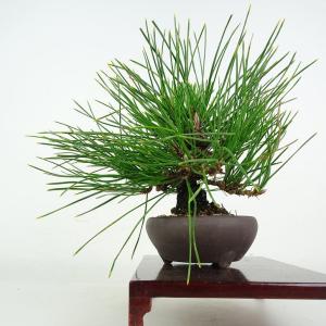 盆栽 松 黒松 樹高 上下 約24cm くろま...の詳細画像3