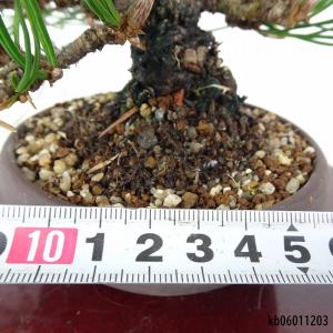 盆栽 松 黒松 樹高 上下 約24cm くろま...の詳細画像4
