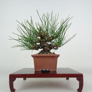 盆栽 松 黒松 樹高 上下 約18cm くろまつ Pinus thunbergii クロマツ マツ科 常緑針葉樹 鑑賞 観賞用 小品 現品