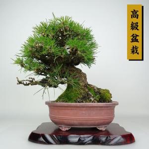 盆栽 松 黒松 樹高 約26cm くろまつ 高級盆栽 Pinus thunbergii クロマツ マツ科 常緑針葉樹 鑑賞 観賞用 現品