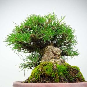 盆栽 松 黒松 樹高 約26cm くろまつ 高...の詳細画像1