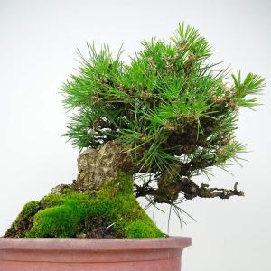 盆栽 松 黒松 樹高 約26cm くろまつ 高...の詳細画像2