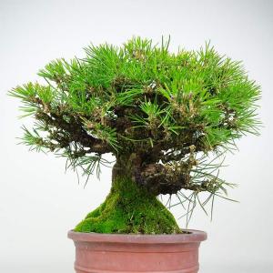 盆栽 松 黒松 樹高 約26cm くろまつ 高...の詳細画像3