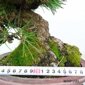 盆栽 松 黒松 樹高 約26cm くろまつ 高...の詳細画像4