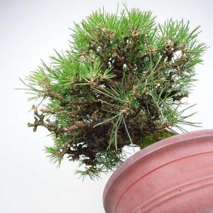 盆栽 松 黒松 樹高 約26cm くろまつ 高...の詳細画像5