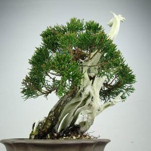 盆栽 真柏 樹高 約28cm しんぱく 山取り...の詳細画像2