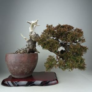 盆栽 真柏 樹高 上下 約25cm しんぱく Juniperus chinensis シンパク ジン シャリ ヒノキ科 常緑樹 鑑賞 観賞用 現品