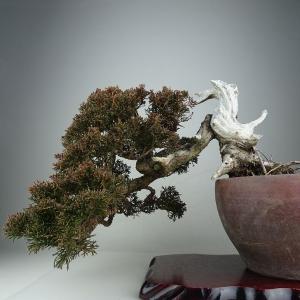盆栽 真柏 樹高 上下 約25cm しんぱく ...の詳細画像2