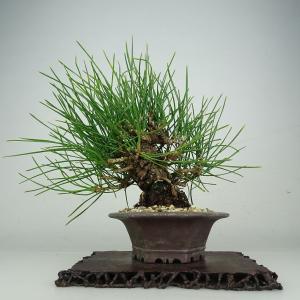 盆栽 松 黒松 樹高 約17cm くろまつ Pinus thunbergii クロマツ マツ科 常緑針葉樹 鑑賞 観賞用 小品 現品