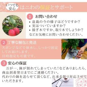 針金切 盆栽道具 喜久和 別製 線切バサミ は...の詳細画像5