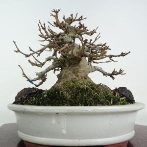 盆栽 楓 樹高 約16cm かえで 高級盆栽 ...の詳細画像2