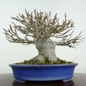 盆栽 楓 樹高 約15.5cm かえで 高級盆...の詳細画像2