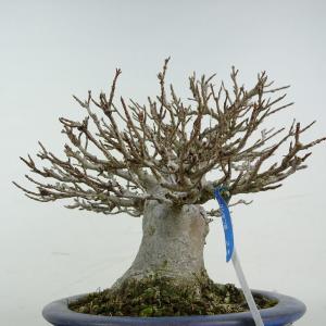 盆栽 楓 樹高 約15.5cm かえで 高級盆...の詳細画像3