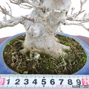 盆栽 楓 樹高 約15.5cm かえで 高級盆...の詳細画像4
