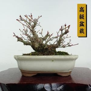 盆栽 紅葉 樹高 約11cm もみじ 高級盆栽 Acer palmatum モミジ カエデ科 落葉樹 鑑賞 観賞用 小品 現品