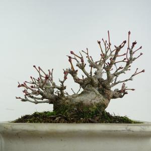 盆栽 紅葉 樹高 約11cm もみじ 高級盆栽...の詳細画像2