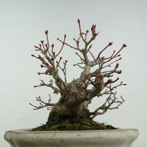 盆栽 紅葉 樹高 約11cm もみじ 高級盆栽...の詳細画像3