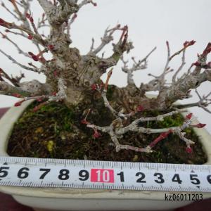 盆栽 紅葉 樹高 約11cm もみじ 高級盆栽...の詳細画像4