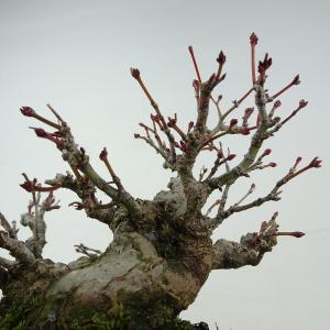 盆栽 紅葉 樹高 約11cm もみじ 高級盆栽...の詳細画像5