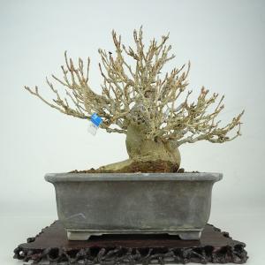 盆栽 楓 樹高 約12cm かえで Acer カエデ 紅葉 カエデ科 落葉樹 鑑賞 観賞用 小品 現品