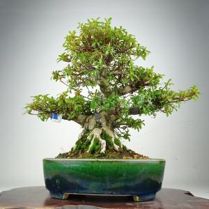 盆栽 皐月 紅鶴 樹高 約25.5cm さつき 高級盆栽 Rhododendron indicum サツキ ツツジ科 常緑樹 鑑賞 観賞用 現品