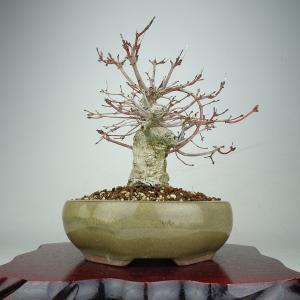 盆栽 紅葉 樹高 約19cm もみじ Acer palmatum モミジ カエデ科 落葉樹 鑑賞 観賞用 小品 現品