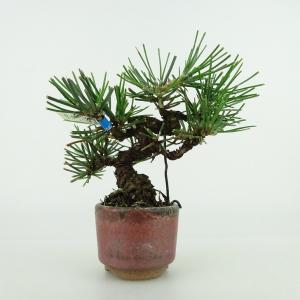 株）一樹園 瑞祥五葉松5本セット 小品盆栽／樹齢2年 : 一樹園 - 通販
