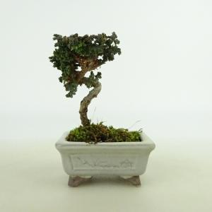 盆栽：初雪石化桧(ひのき)*現品 一点物 ヒノキ Hinoki bonsai ミニ盆栽