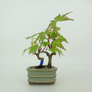 イロハモミジ、小品盆栽が e-bonsai_4275