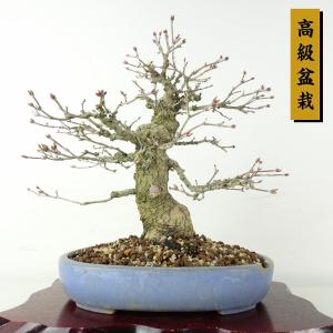 盆栽 紅葉 樹高 約25cm もみじ 高級盆栽 Acer palmatum モミジ カエデ科 落葉樹 鑑賞 観賞用 現品