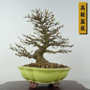 盆栽 楓 樹高 約19cm かえで 高級盆栽 Acer カエデ 紅葉 カエデ科 落葉樹 鑑賞 観賞用 小品 現品