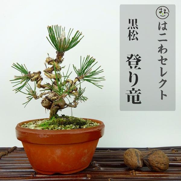 盆栽 松 黒松 登り竜 樹高 約14~16cm くろまつ Pinus thunbergii クロマツ...