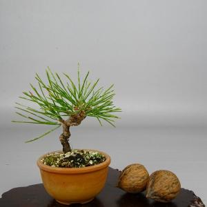 盆栽：五葉松(八紘)* 現品 ごようまつ ゴヨウマツ Goyoumatsu bonsai