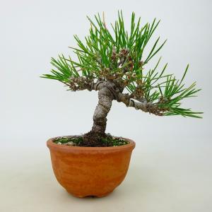盆栽 水蝋樹 ミニ盆栽 樹高 約13cm いぼたのき イボタノキ モクセイ科
