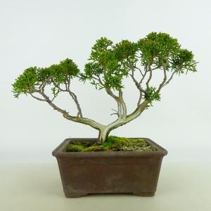 盆栽 ミニ真柏 ミニ盆栽 bonsai ぼんさい しんぱく 初心者 入門 ギフト