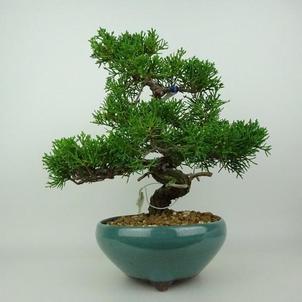 盆栽 真柏 樹高 約22〜24cm しんぱく Juniperus chinensis シンパク ヒノ...