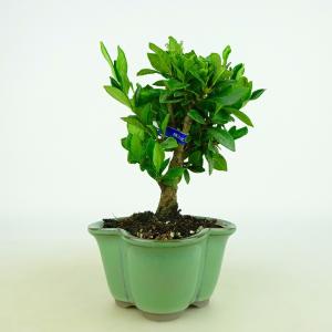 盆栽 特選：皐月(星の輝)*現品 サツキ さつき Satsuki bonsai 大品盆栽