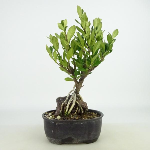 盆栽 梔子 樹高 約21〜22cm くちなし Gardenia jasminoides クチナシ 石...