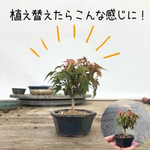 盆栽 紅葉 清姫 樹高 5cm ミニ盆栽 もみ...の詳細画像2