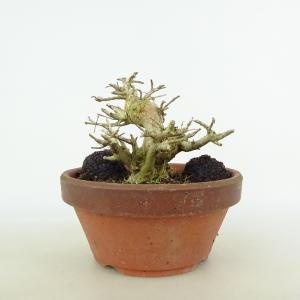 盆栽鉢 鍋島焼染付胴紐丸鉢 植木鉢 蘭鉢 伊万里 ナベシマ 呉須 8号