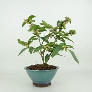 盆栽 一位 樹高 12cm いちい Taxus cuspidata イチイ “ジン シャリ