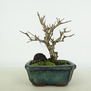 小品盆栽：磯馴れ（ソナレ）現品*そなれ sonare 送料無料 : 遊恵盆栽