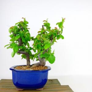 盆栽 カリン盆栽 花梨（かりん・ミニ盆栽 花梨）小さな盆栽 4261 : e