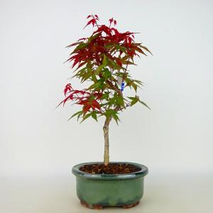 中品盆栽：特選清玄もみじ 現品*紅葉 もみじ セイゲンモミジ Momiji
