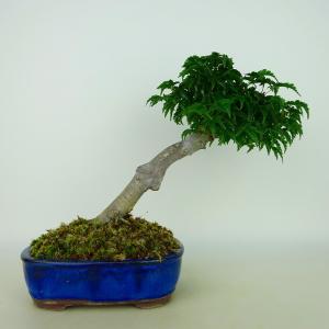 盆栽 特選：皐月(星の輝)*現品 サツキ さつき Satsuki bonsai 大品盆栽