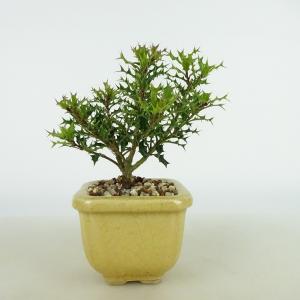 盆栽 特選：姫オリーブ現品(鉢はがれ等有)* Olea europaea Olive