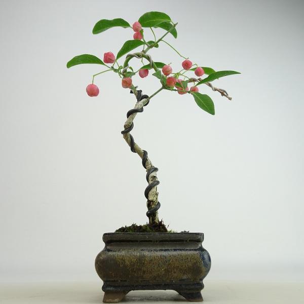 盆栽 真弓 樹高 約21〜22cm まゆみ Euonymus sieboldianus マユミ 紅葉...