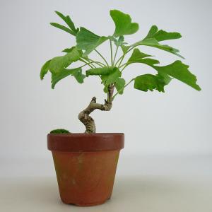 盆栽：銀杏(イチョウ)*現品 一点物 いちょう Icho bonsai ミニ盆栽
